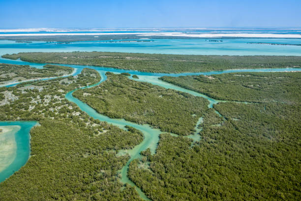 mangrove tree