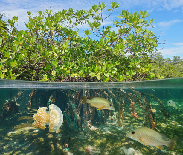 Mangrove half and half with fish and jellyfish